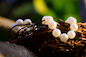 Nesting by JehanR