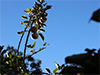 TheresaM's Zenith website image link