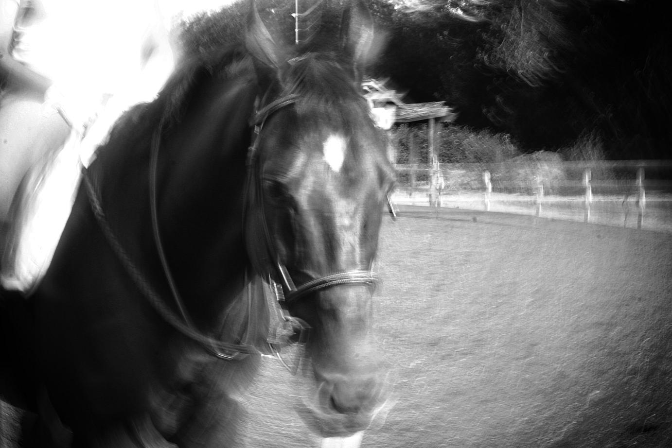 horse face blurred