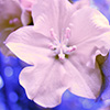 Student website image link