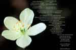 Photo of a white flower
